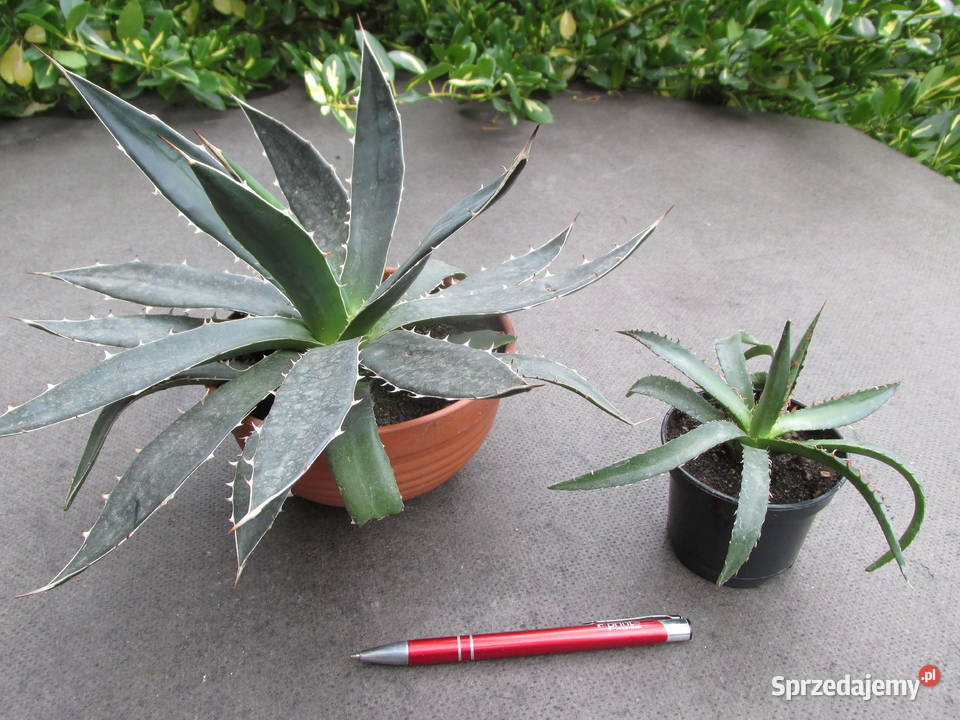 Niewielka agawa agave horrida ssp horrida Ogród Kraków