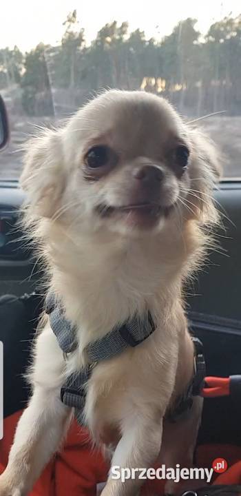 Chihuahua sunia długowłosa FCI Łódź