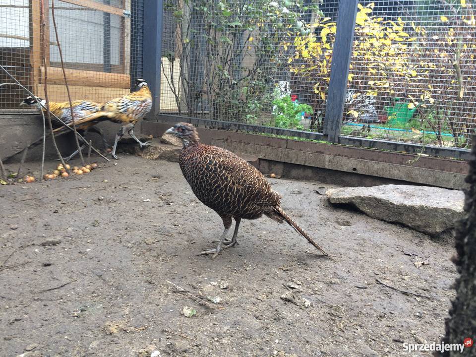 Bażant srebrzysty diamentowy mongolski śląskie Siewierz