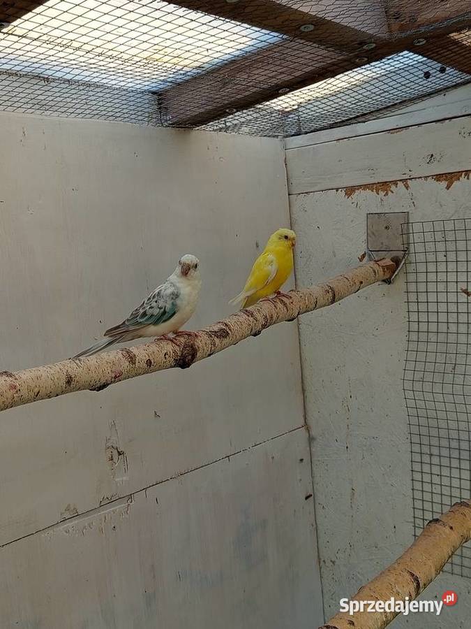 Świergotki Środa Wielkopolska