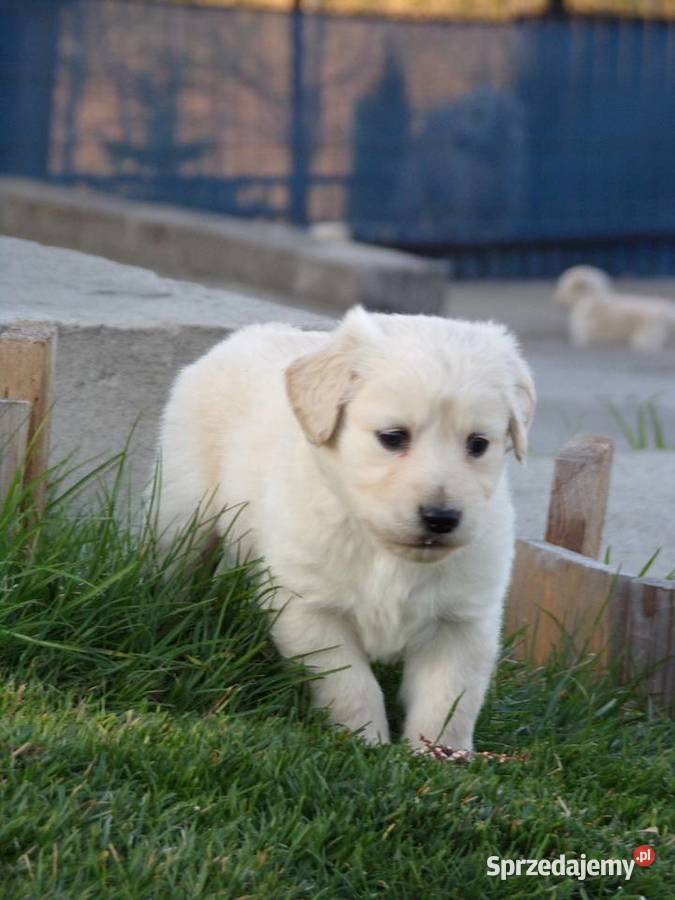 Golden Retriever szczeniak