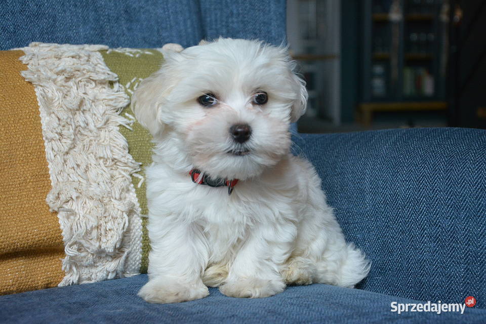 Przyjazne kochane maltańczyki z rodowodem Maltańczyk Stary Sącz sprzedam