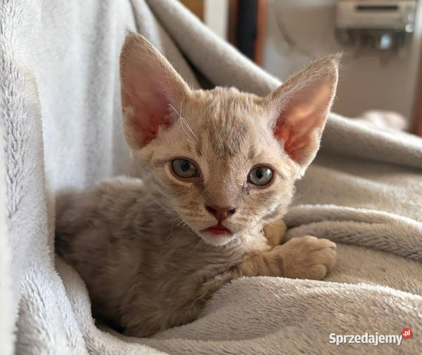 Kotka Devon Rex Quilla liliowa pręgowana FIFe Devon Rex Poznań