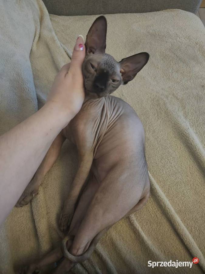 Kociak 5msc z rodowodem mazowieckie Maków Mazowiecki