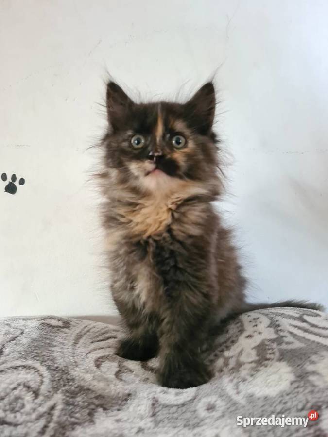 Kotka Maine Coon XXL Wola Grójecka