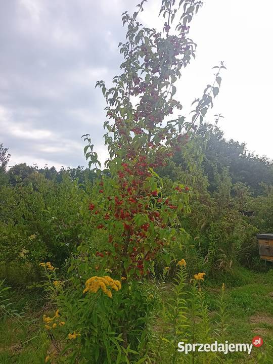 Dereń jadalny owoce