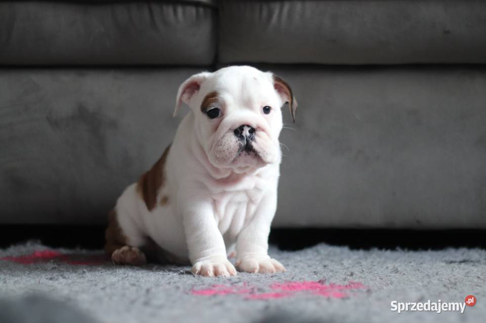 Buldog angielski suczka Świerklany