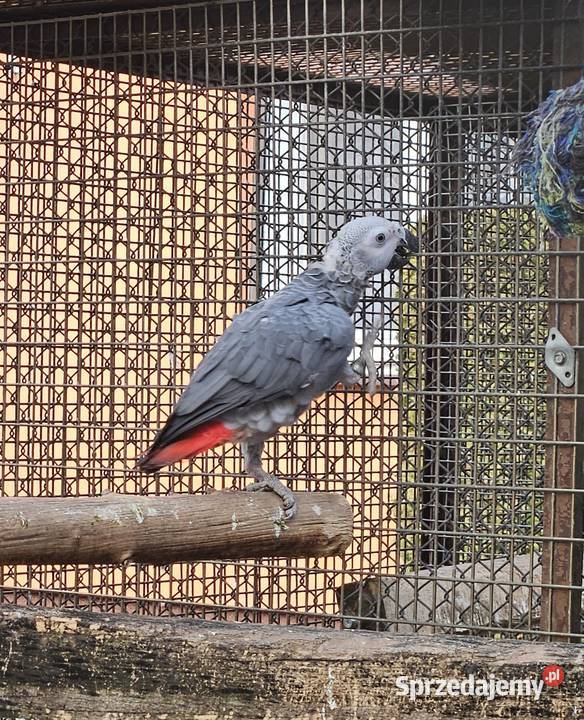 Żako kongijskie samczyk Ptaki Bydgoszcz