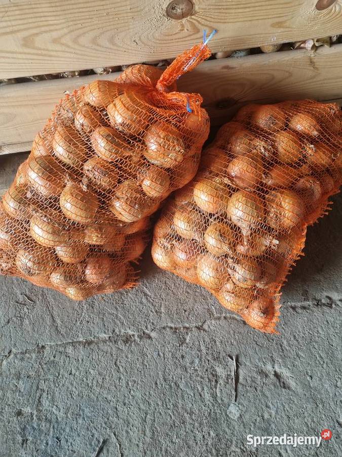 Cebula świętokrzyskie Opatów