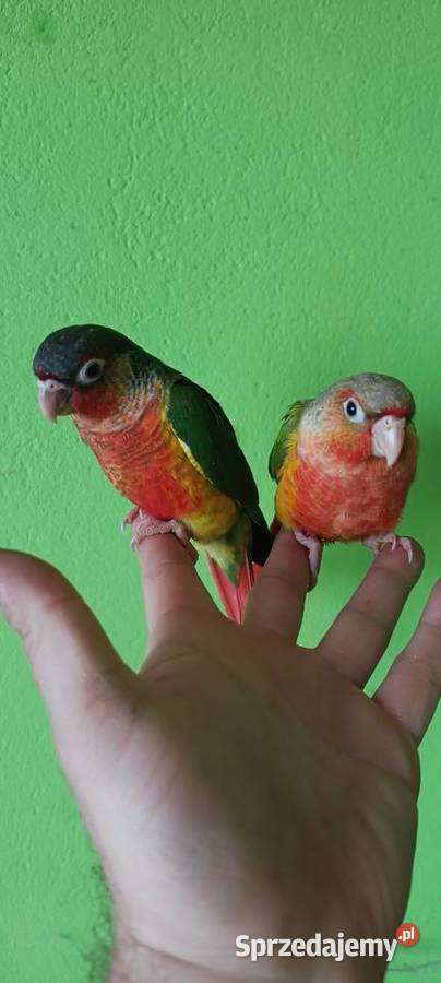 Papugi rudosterki ręcznie karmione Tychy