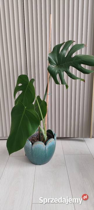 Monstera deliciosa Lublin