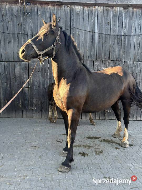 Sprzedam klacz źrebna Krotoszyn sprzedam