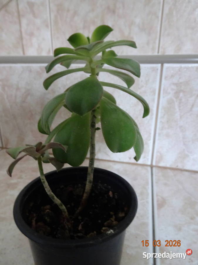 Aeonium Havorthii Kiwi Warszawa