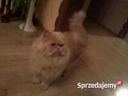 KOT PERSKI kremowy Brusy