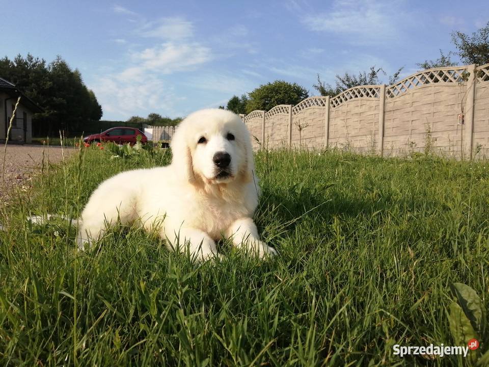 Owczarek Podhalański szczeniaki Ch i JWW17 świętokrzyskie Chęciny