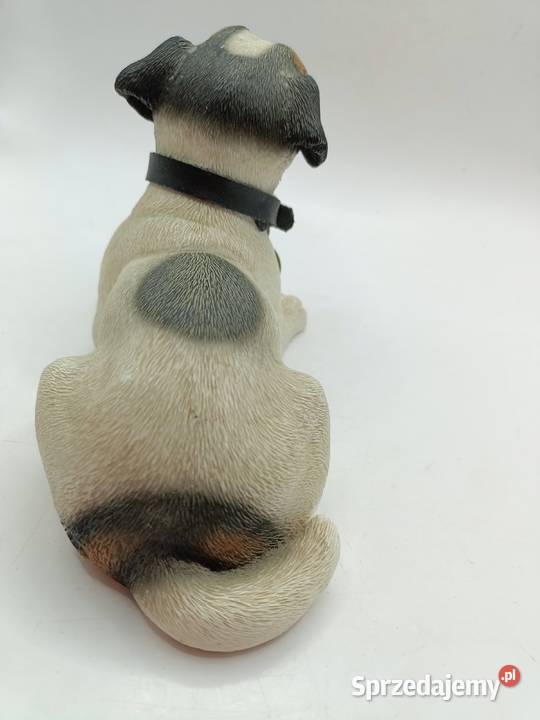 Pies Leonardo Jack Russell terrier Zamość