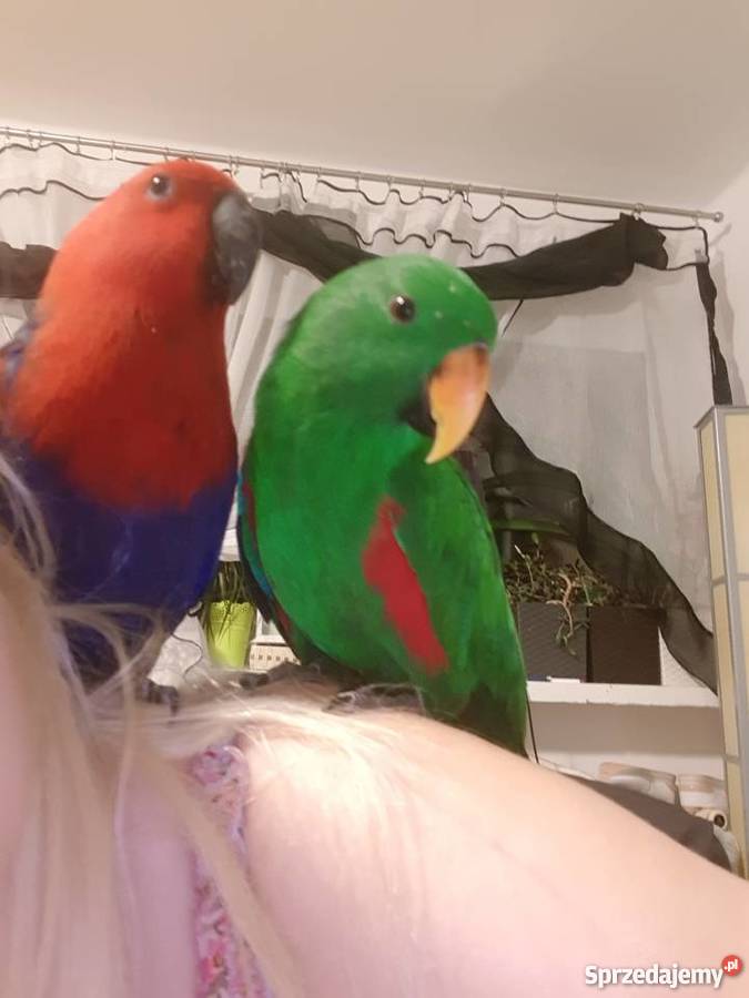 Lora wielka para Ptaki Zielona Góra