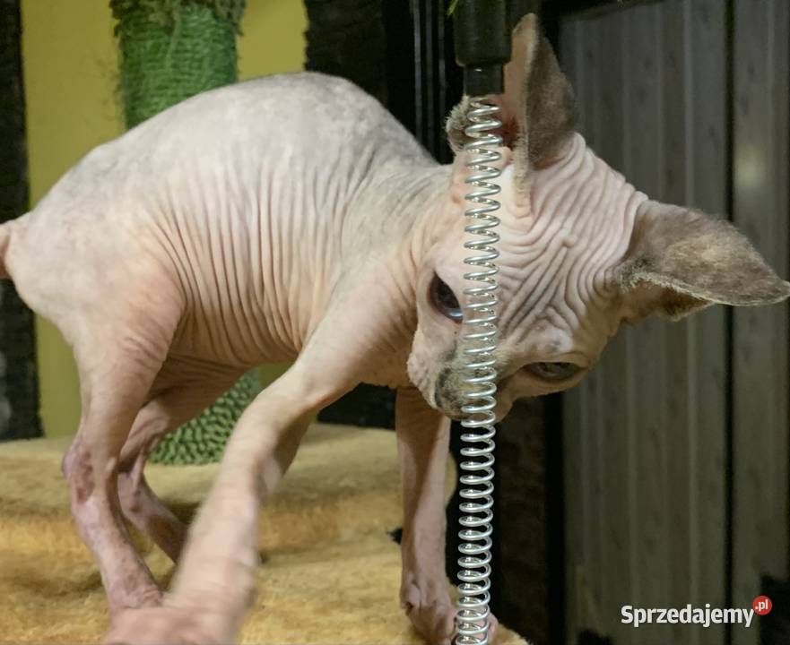 Sfinks Kanadyjski Do odbioru dziewczynka wielkopolskie