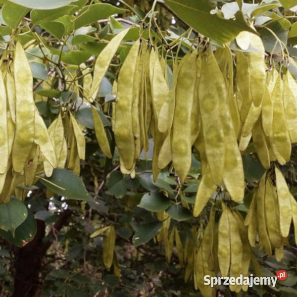 PÓŁNOCNOINDYJSKIE DRZEWO RÓŻANE Dalbergia sissoo Lubanie