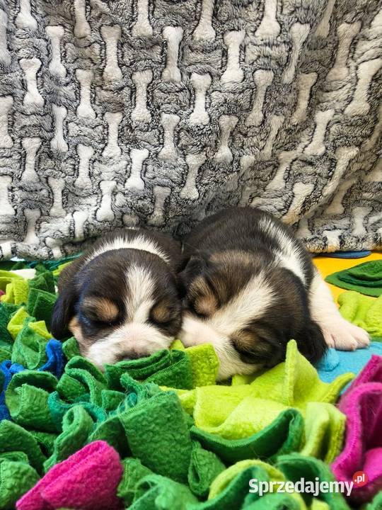 Beagle szczeniaki ZKwP FCI elitarne pochodzenie Beagle śląskie Żywiec
