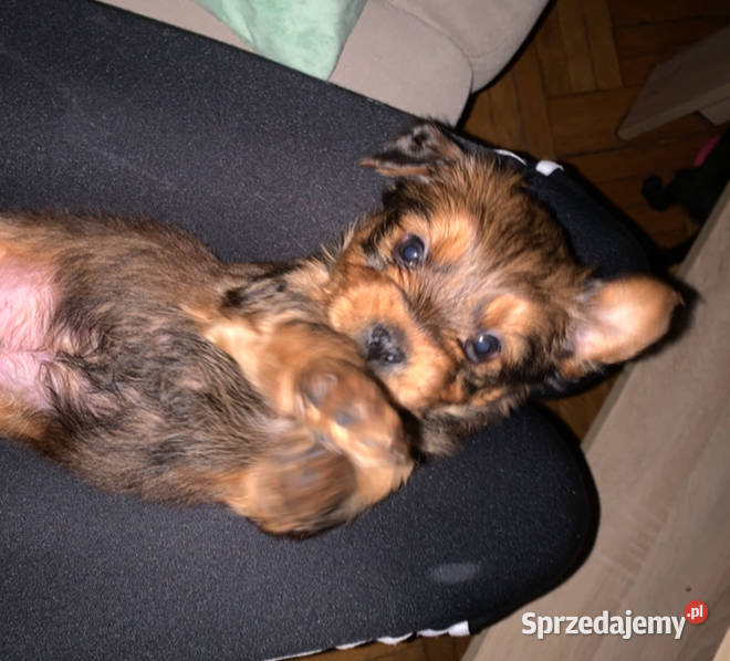 York miniaturowy xxs wielkopolskie Kalisz sprzedam