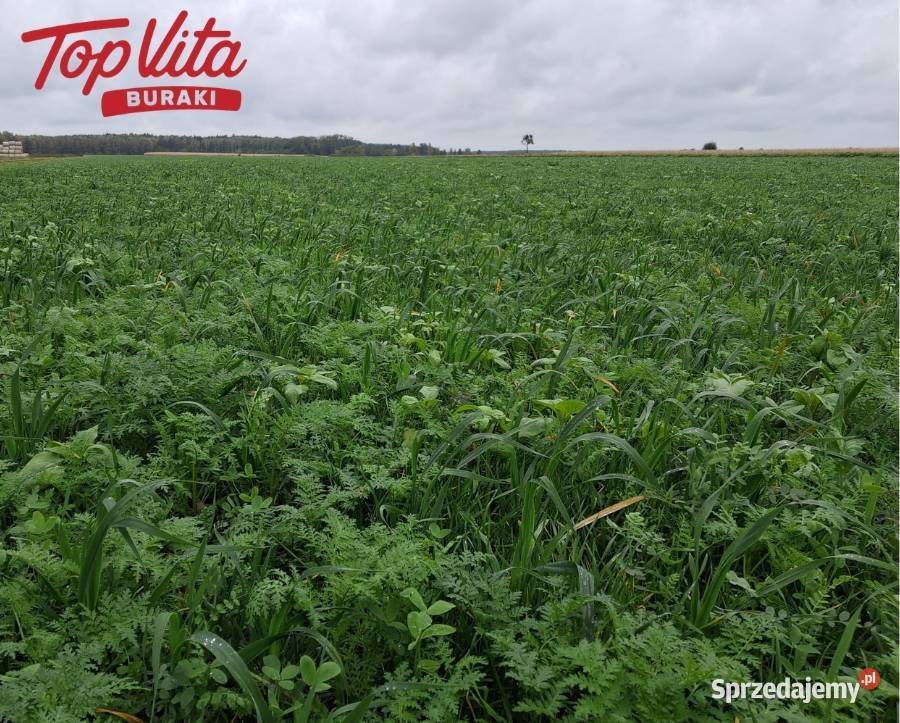 Mieszanka poplonowa Top Vita Burak 20 Waliszewo
