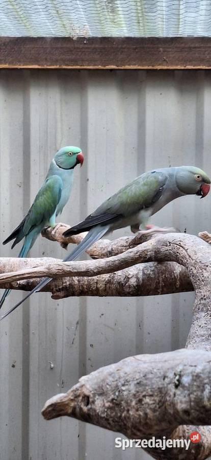 Aleksandretty Obrożne Ptaki Zwierzęta Łańcut