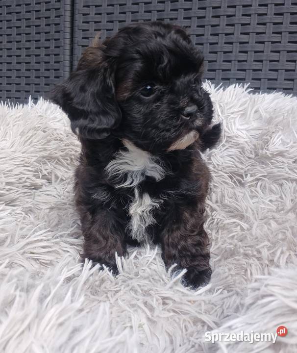 Shihpoo samiec Shihtzu tricolor pudel miniatura
