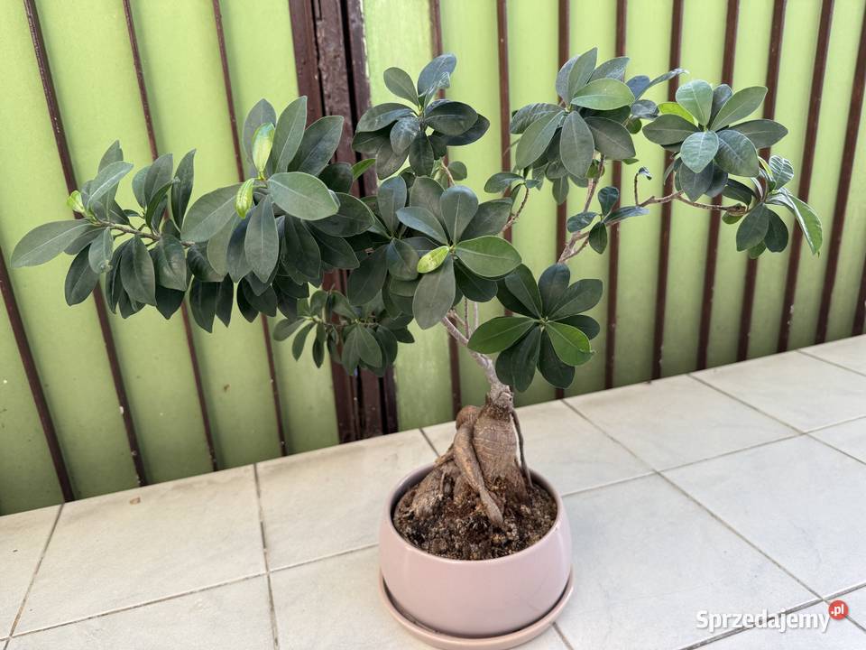 Fikus Bonsai doniczka mazowieckie Warszawa sprzedam