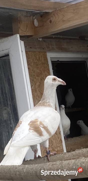 Sprzedam Siepraw sprzedam