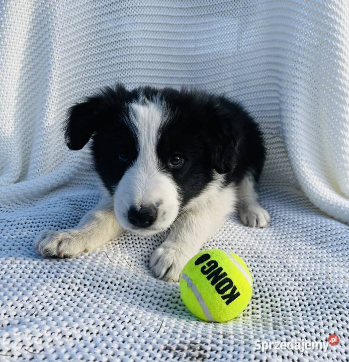 Pieski Border Collie sprzedam