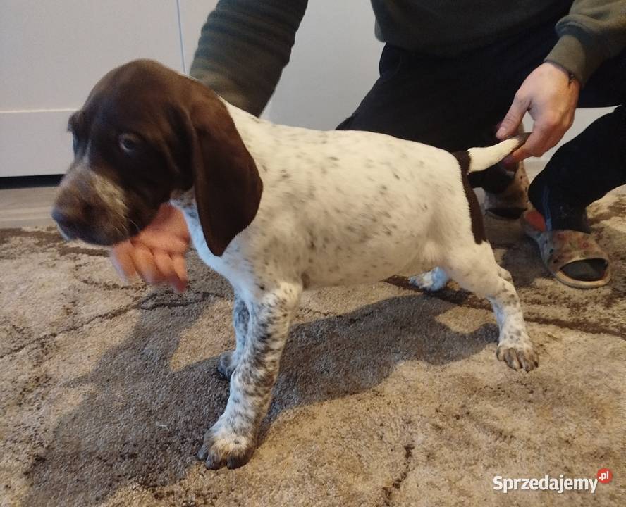 Wyżeł niemiecki krótkowłosy Wolbrom