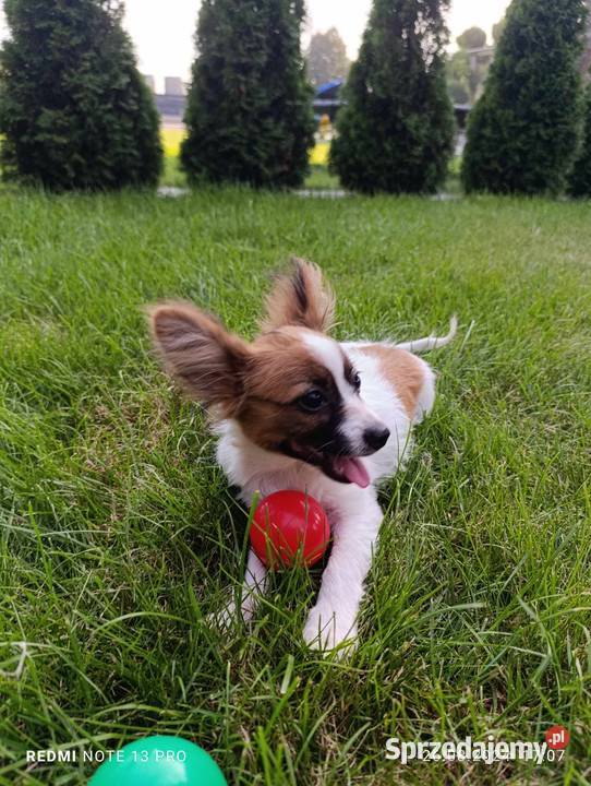 Papillon Spaniel Kontynentalny Pieski Szczaworyż sprzedam
