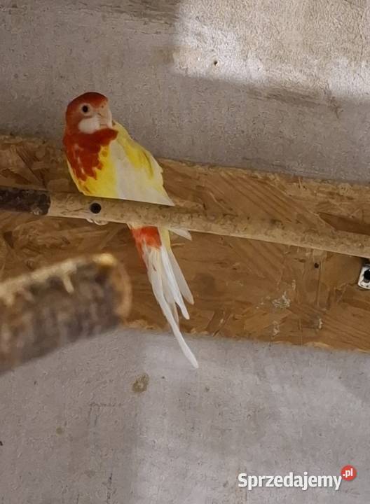 Rozella Białolica samica 2024r śląskie