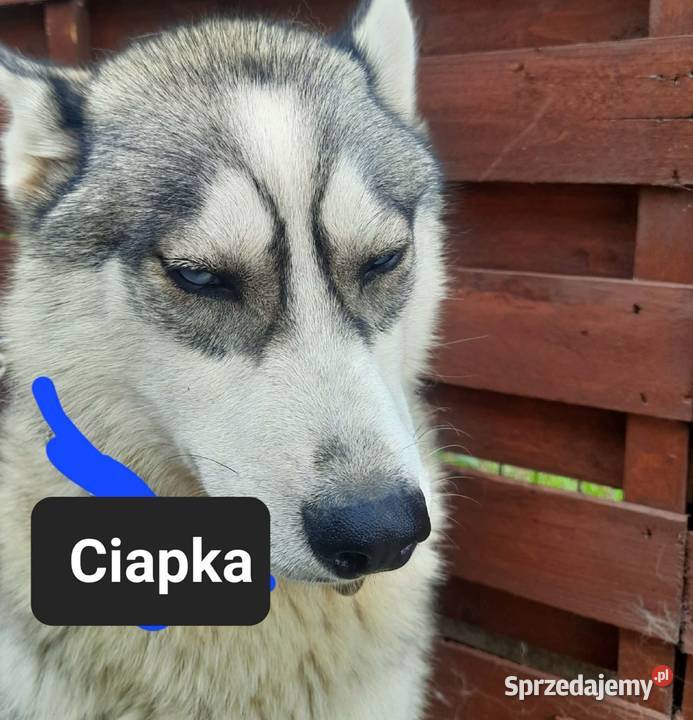 Syberiany husky mlode Reda