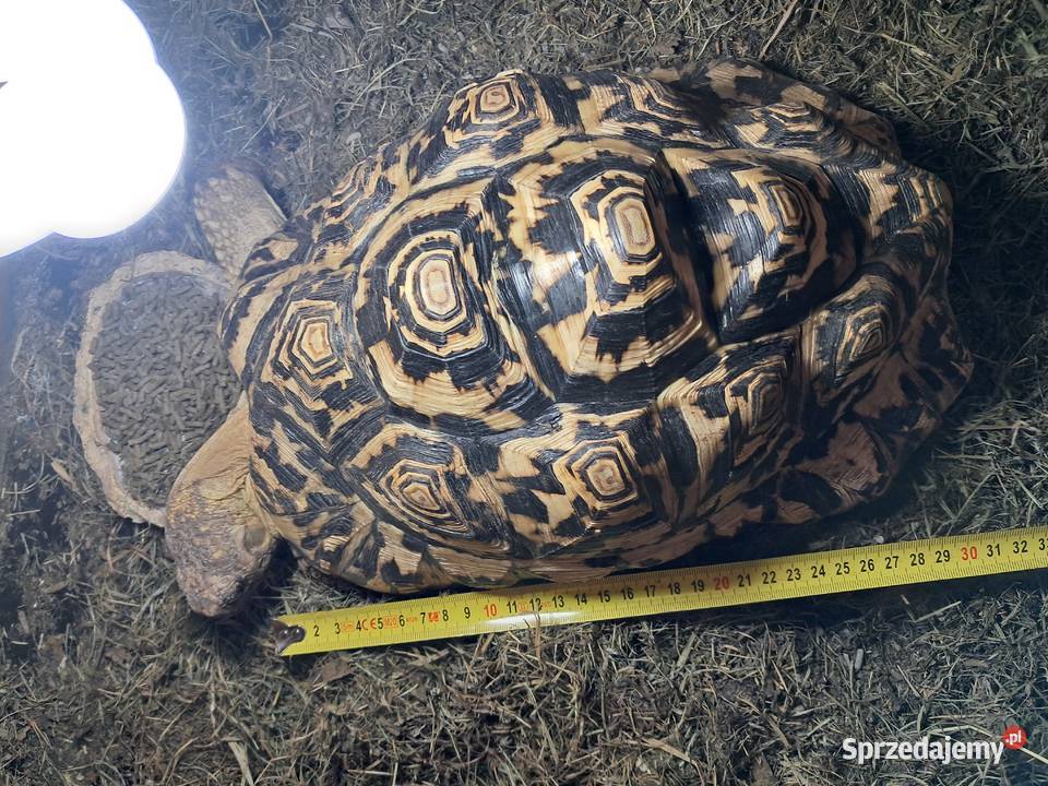 Żółwie lamparciepara