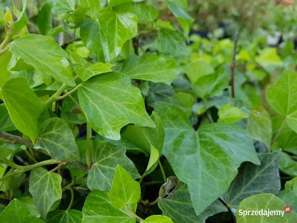 Bluszcz Hedera Helix zimozielony Duże Sadzonki Lublin