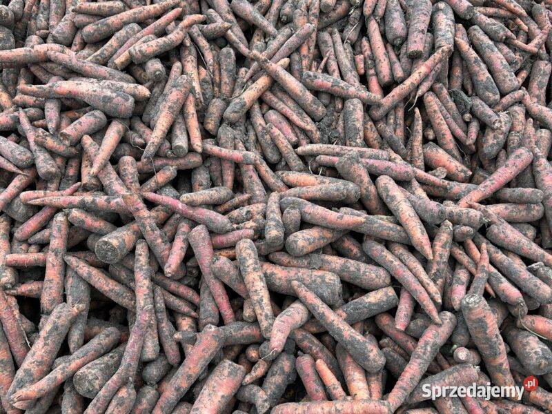 Sprzedam marchew bydła Telatyn