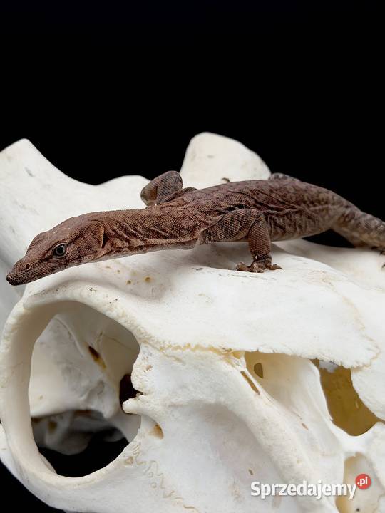 Varanus pilbarensis