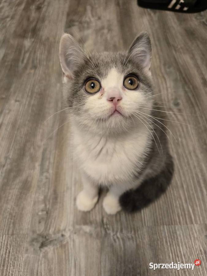 Kot brytyjski kotka bikolor wielkopolskie Poznań