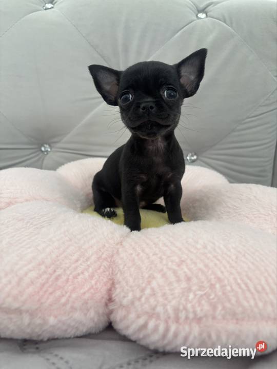 Chihuahua Chihuahua Zwierzęta