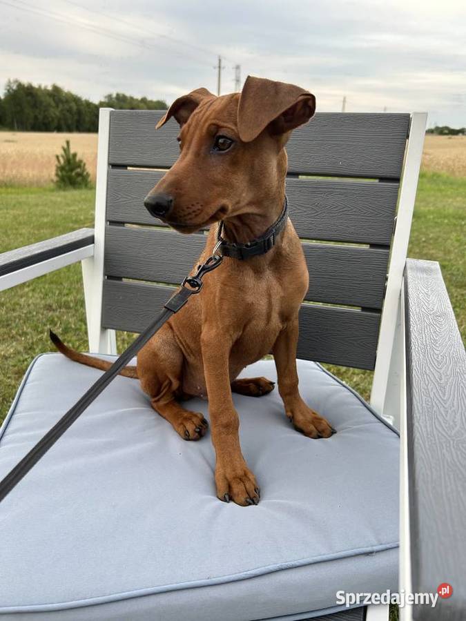 Szczenięta Pinczera Niemieckiego Suwałki