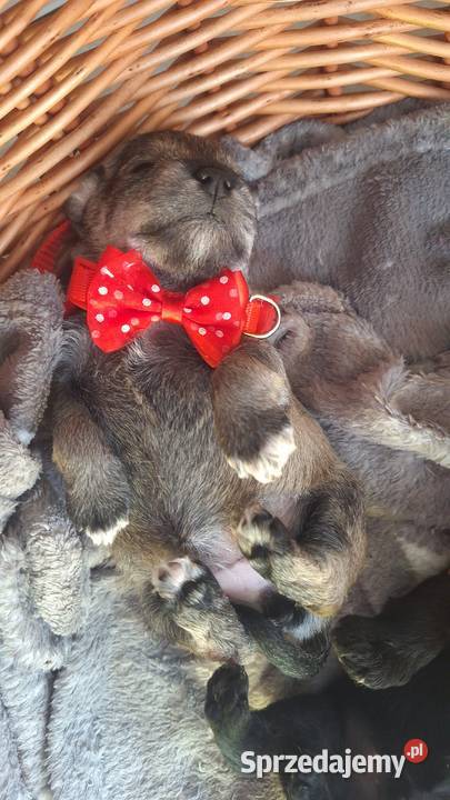 Cudny sznaucerek miniaturowy szczeniaczki Wołomin