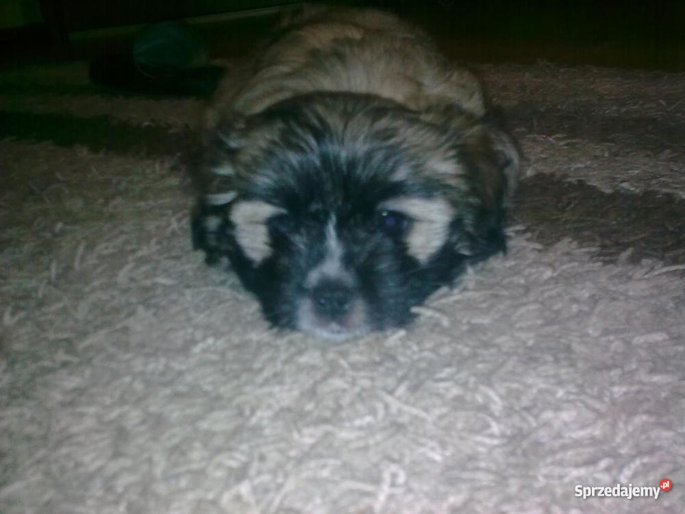 szczeniaka 2 miesięcznego Zwierzęta mazowieckie