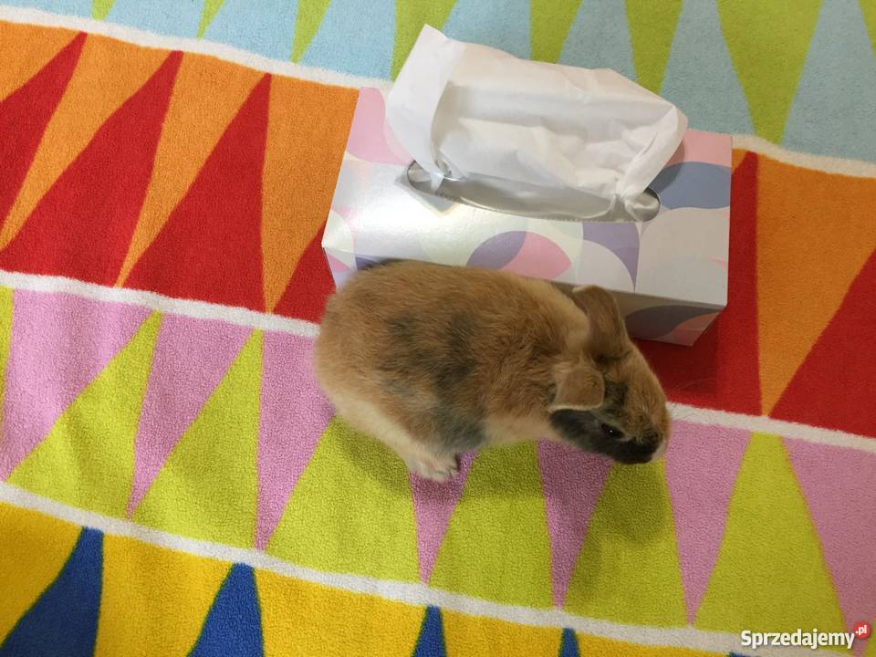 Królik miniaturka Rzeszów