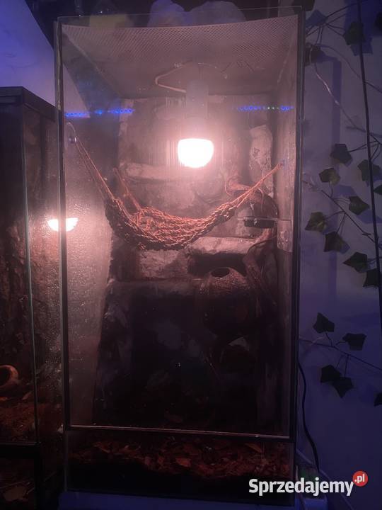 gekon orzęsiony odmiany dalmatian z terrarium Kraków sprzedam