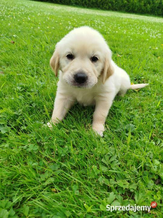 Golden retriever szczeniaki Sułkowice
