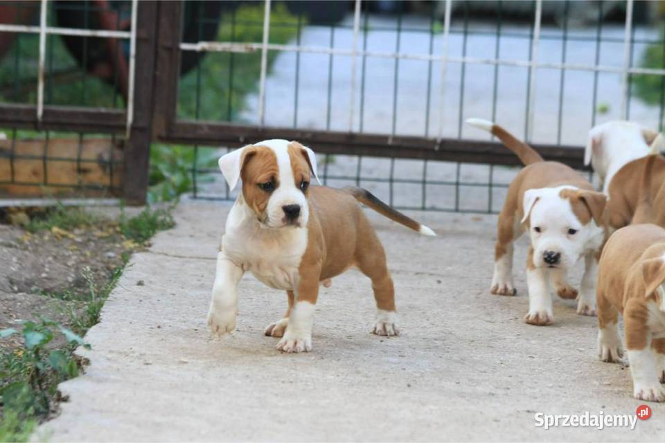 American Staffordshire Terrier szczenięta