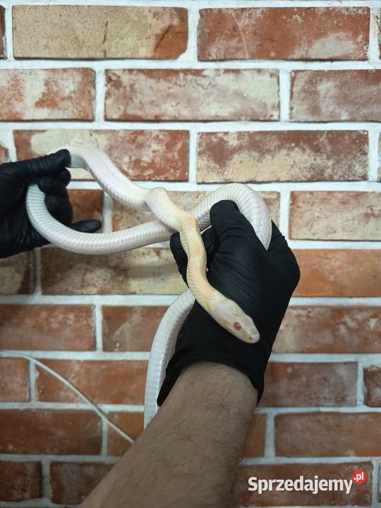 Wąż zbożowy samica warmińsko-mazurskie