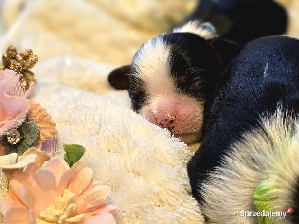 Piesek przebadanych genetycznie rodzicach Cavalier King Charles Spaniel Nowy Sącz